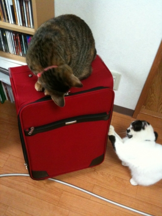 猫画像｜旅行の準備