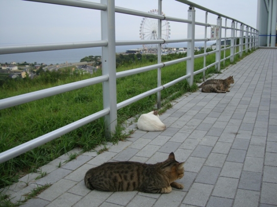 猫画像｜淡路島のネコさん