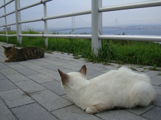 猫画像｜淡路島のネコさん（その３）