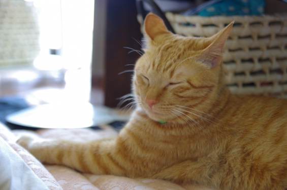 猫画像｜眠いテト
