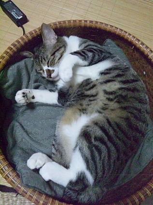 猫画像｜LEOの昼寝