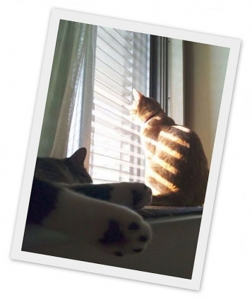 猫画像｜太陽ママにおはようさん