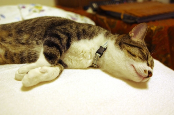 猫画像｜秋眠