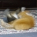 猫画像｜MIU,LEOバトルゲーム