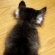 猫画像｜ちびっこな小太郎