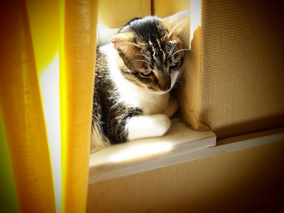 猫画像｜窓辺の猫