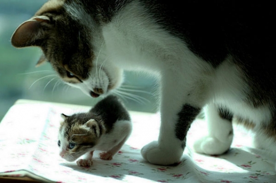 猫画像｜日向ぼっこ訓練中