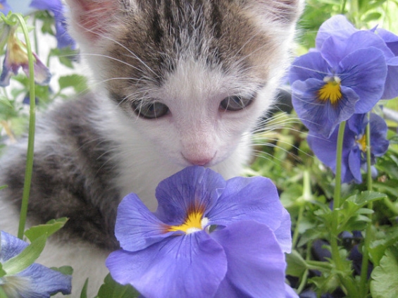 猫画像｜花とコニャ