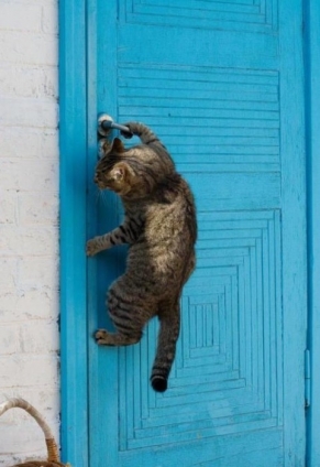 猫画像｜ドアの開け方