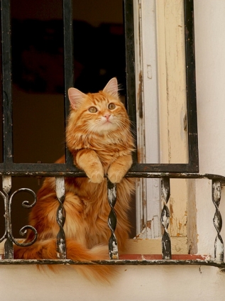 猫画像｜窓辺の美猫さん
