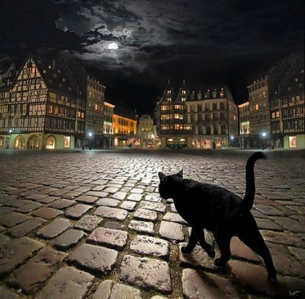 猫画像｜黒猫ワンダーランド