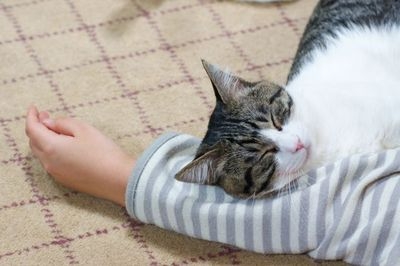 猫画像｜腕枕