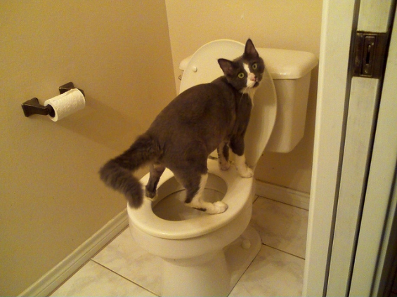 猫画像｜トイレ中です