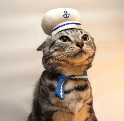 猫画像｜水兵さん