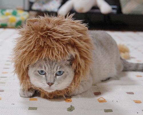 猫画像｜なんちゃってライオン