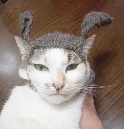猫画像｜ワレハウチュウジンダー