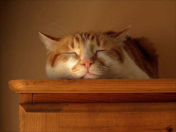 猫画像｜棚の上で熟睡