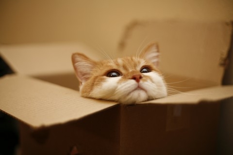 猫画像｜箱の中で夢見るものは