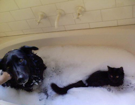 猫画像｜一緒にお風呂
