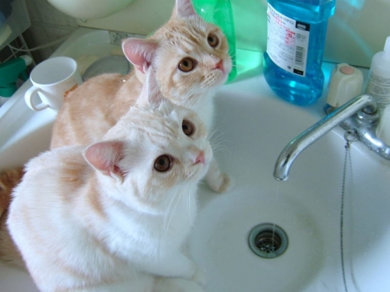 猫画像｜水もっとたくさん