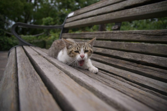 猫画像｜一時使用許可