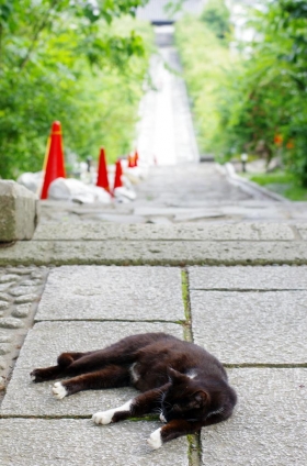 猫画像｜風の通り道