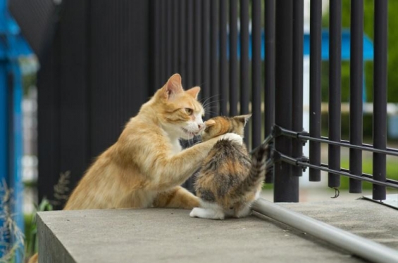 猫画像｜勝手に出ちゃダメ