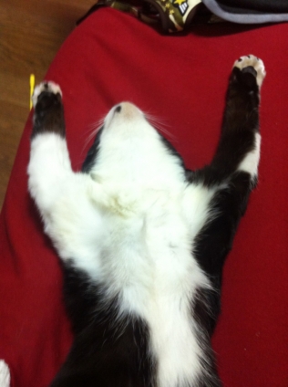 猫画像｜ばんざい睡眠②