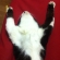 猫画像｜ばんざい睡眠②