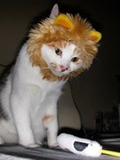 猫画像｜ライオンさんだぞー。