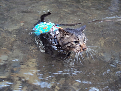 猫画像｜おニューの水着でスイミング～♪