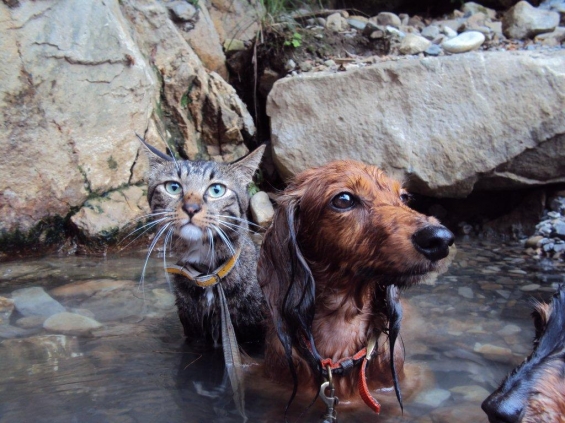 猫画像｜ここは和歌山川湯の湯