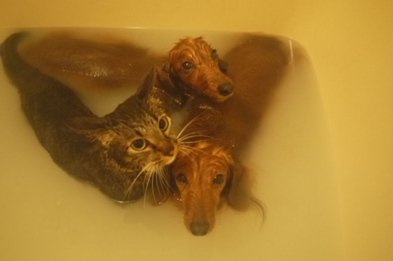 猫画像｜初風呂