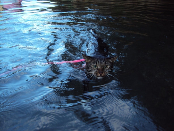 猫画像｜水泳世界新記録に挑戦