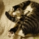 猫画像｜う～～眠い！！