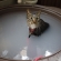 猫画像｜露天風呂を楽しむ
