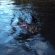猫画像｜水泳世界新記録に挑戦