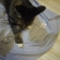 洗濯物をたたむ猫