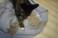 洗濯物をたたむ猫