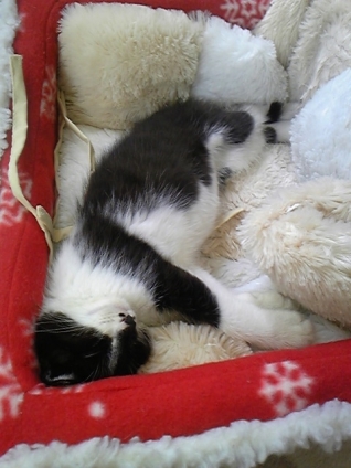 猫画像｜寝る子は育つ。