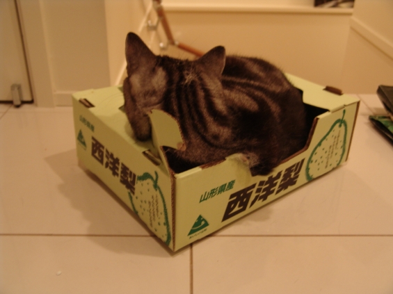 猫画像｜箱ネコ