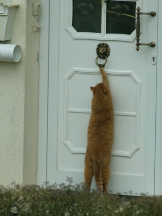 猫画像｜礼儀正しく