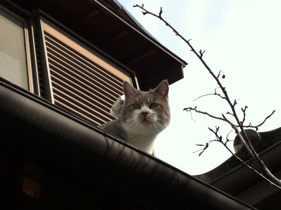 猫画像｜屋根の上のグレコ