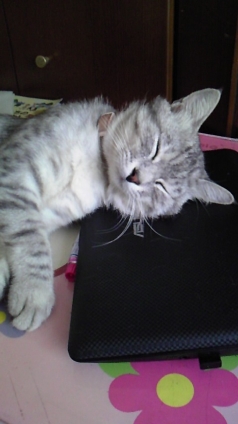猫画像｜夏の昼下がりに寝るのヅ!