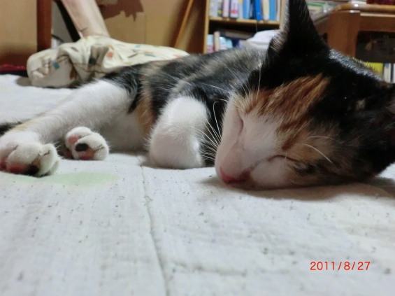 猫画像｜寝顔
