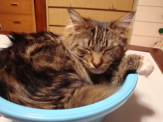 猫画像｜洗面器はいい寝床。
