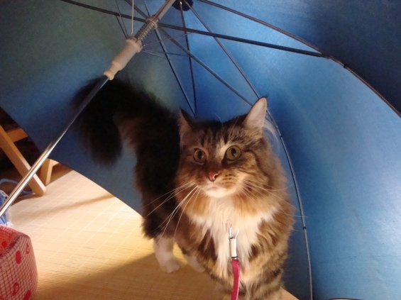 猫画像｜傘でかくれんぼ。