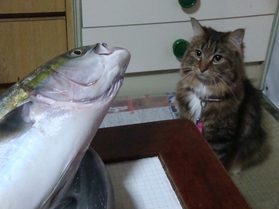 猫画像｜お魚・・・コワイ・・・。