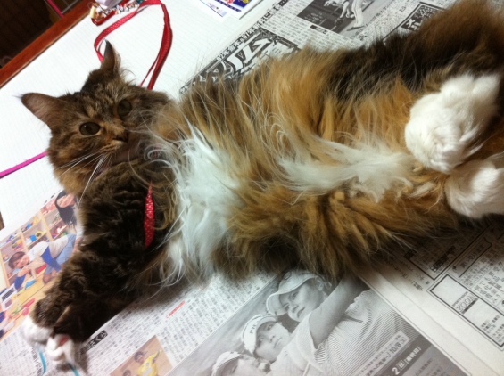 猫画像｜新聞はゴザではない。