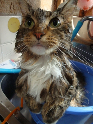 猫画像｜バケツでお風呂。
